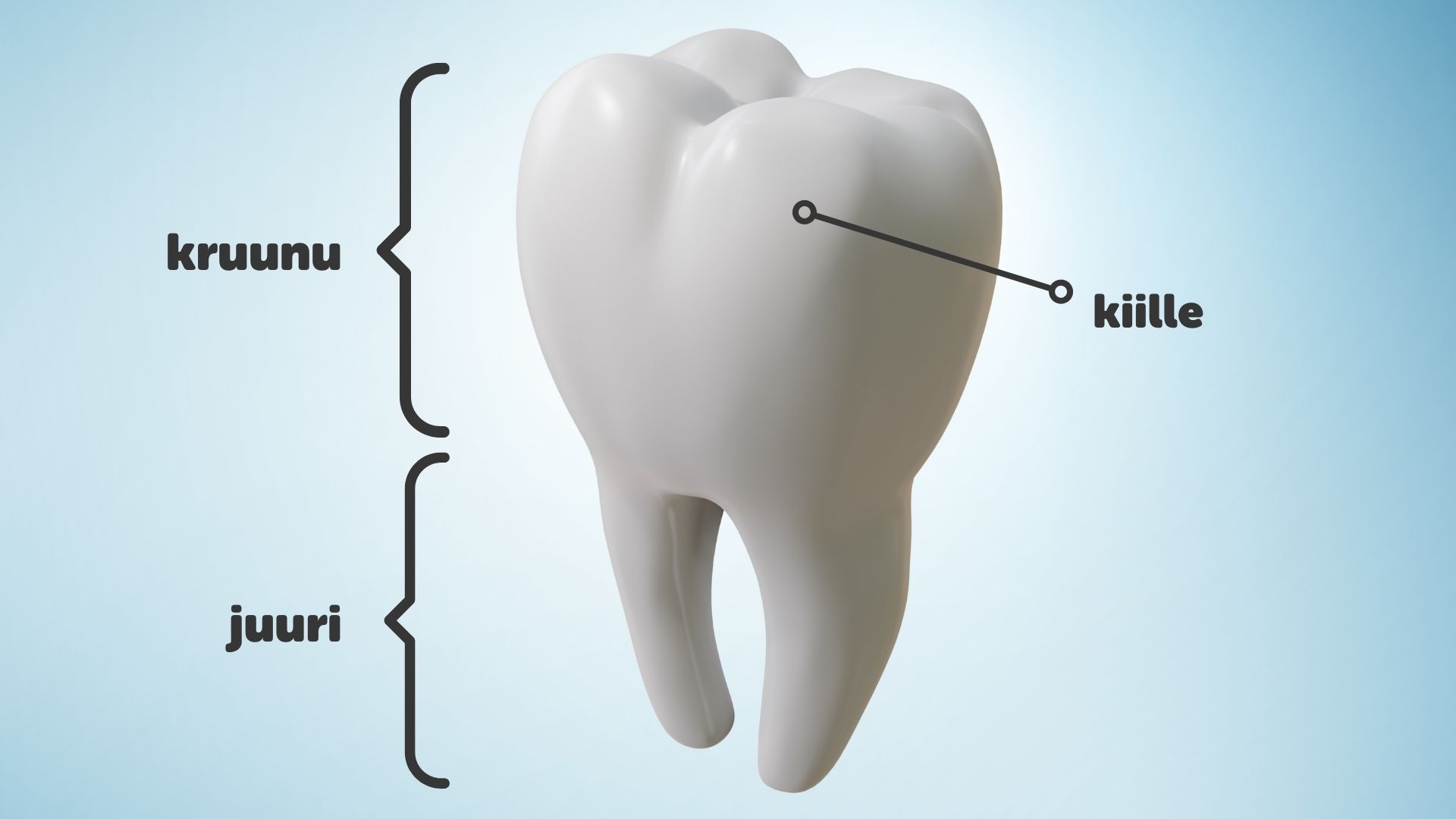 Piirroskuva hampaasta, jossa on tekstillä havainnollistettu hampaan osat, kruunu, juuri sekä kiille.